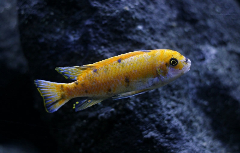 Labeotropheus trewavasae 'Border'